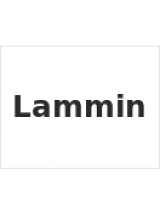 Lammin